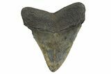Fossil Megalodon Tooth - South Carolina #321123-1